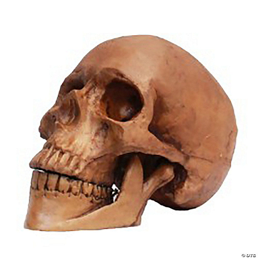 5 1/2" Small Skull Resin Cranium Halloween Decoration